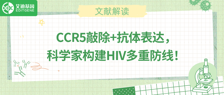 基因编辑联合抗体分泌，HIV治疗迎来新突破！