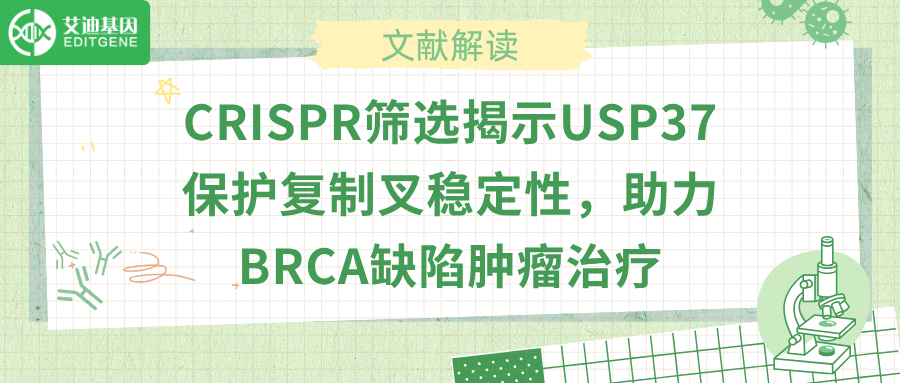 去泛素化酶USP37抑制HLTF，癌症耐药有解了