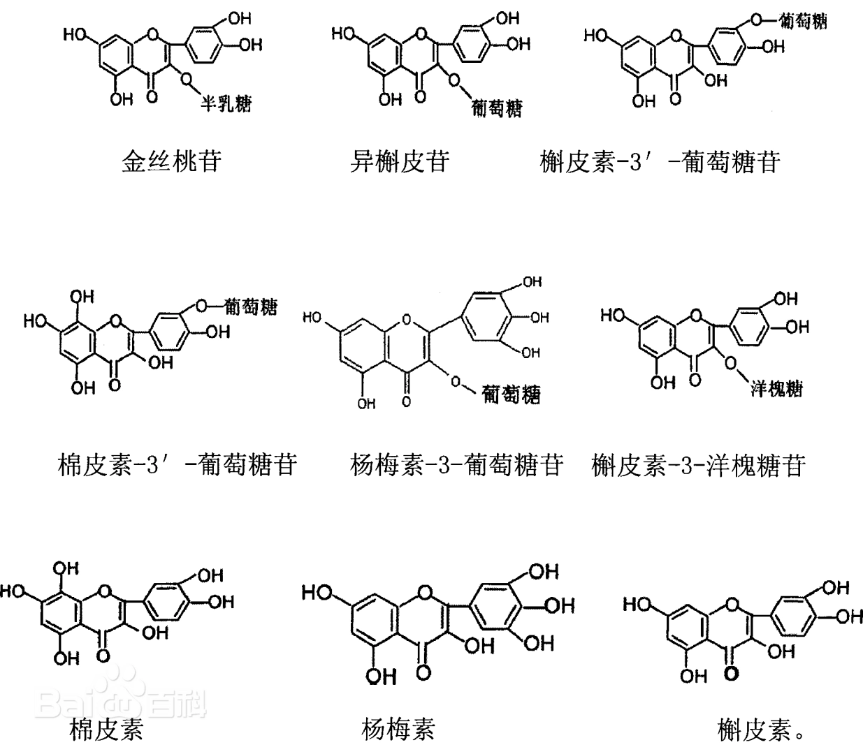 黄蜀葵.jpg