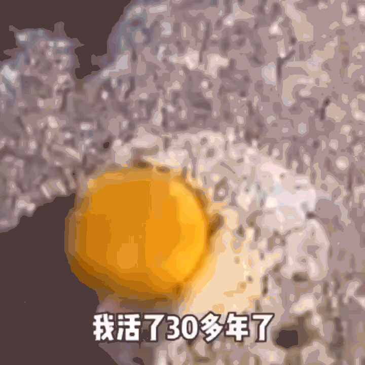 鸡蛋.gif