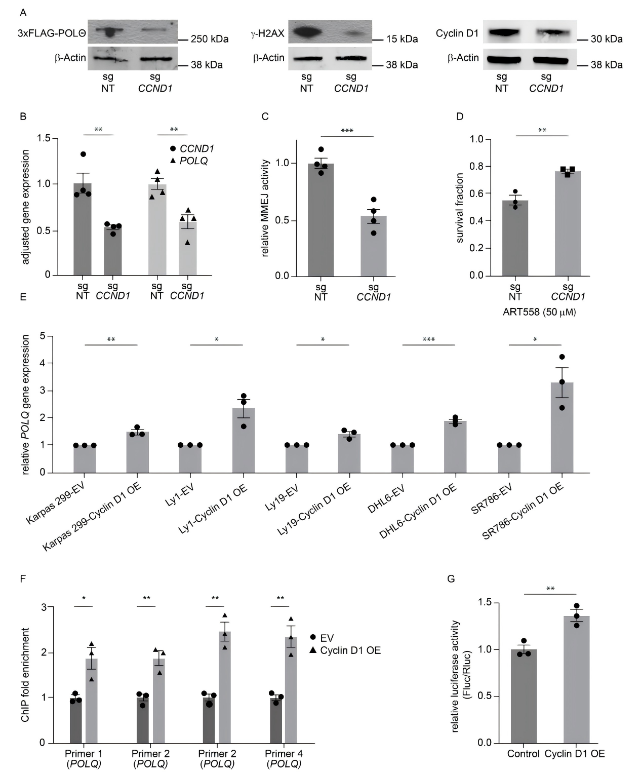 Cyclin D1 overexpression enhances DNA damage repair through specific interaction with POLQ