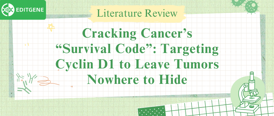 Cracking Cancer’s “Survival Code”: Targeting Cyclin D1 to Leave Tumors Nowhere to Hide