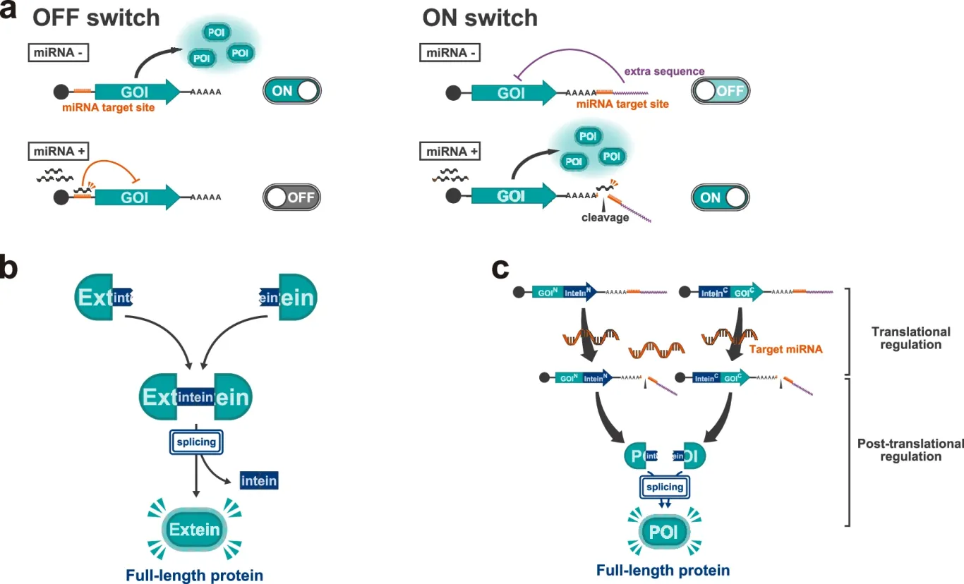 Schematic of ON and OFF switches