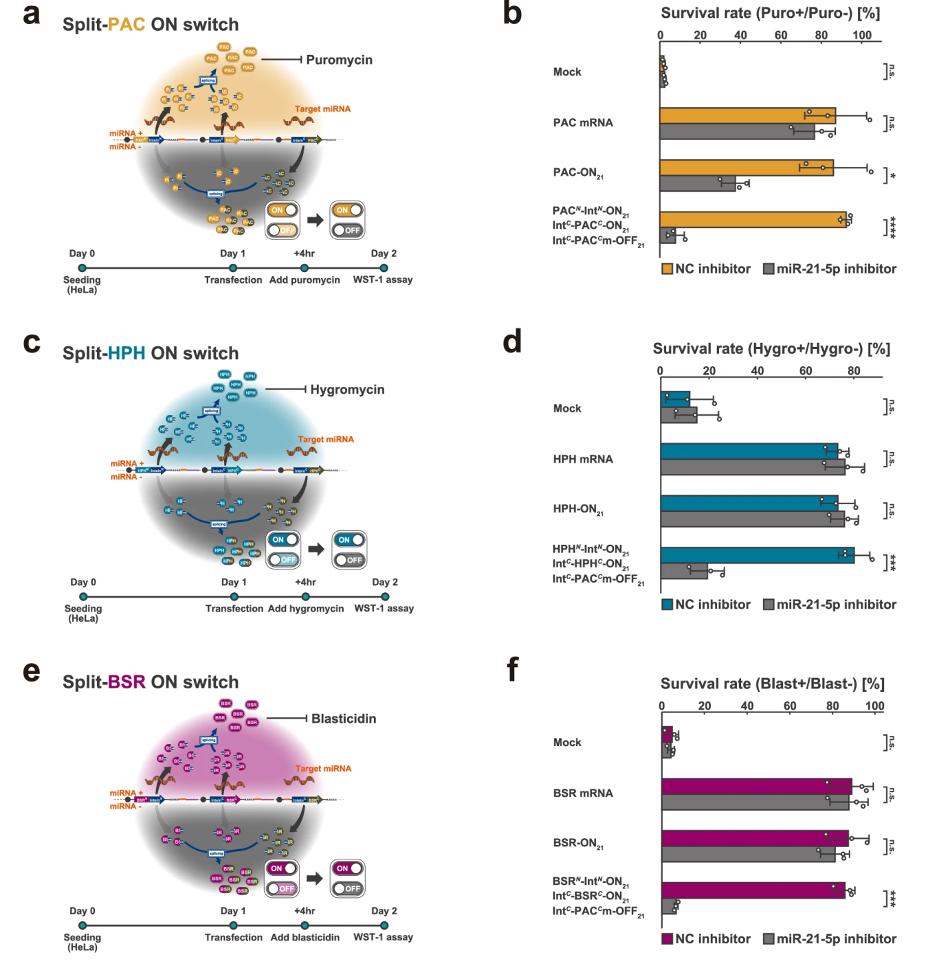 Split RNA-controlled antibiotic resistance genes enable >80% cell survival in HeLa cells