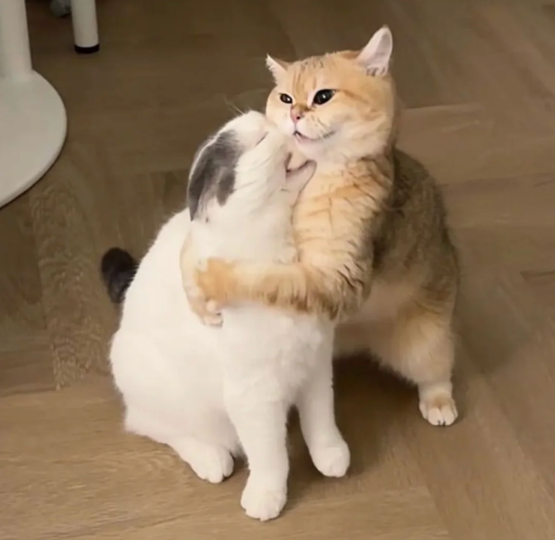 1c6e1b73-f7e3-4ca6-ac9c-c324ecbda1cc.png