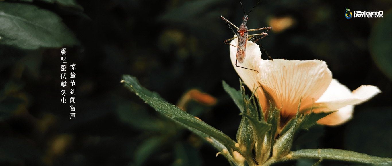 24节气惊蛰绿黄色简洁互联网宣传微信公众号封面.jpg