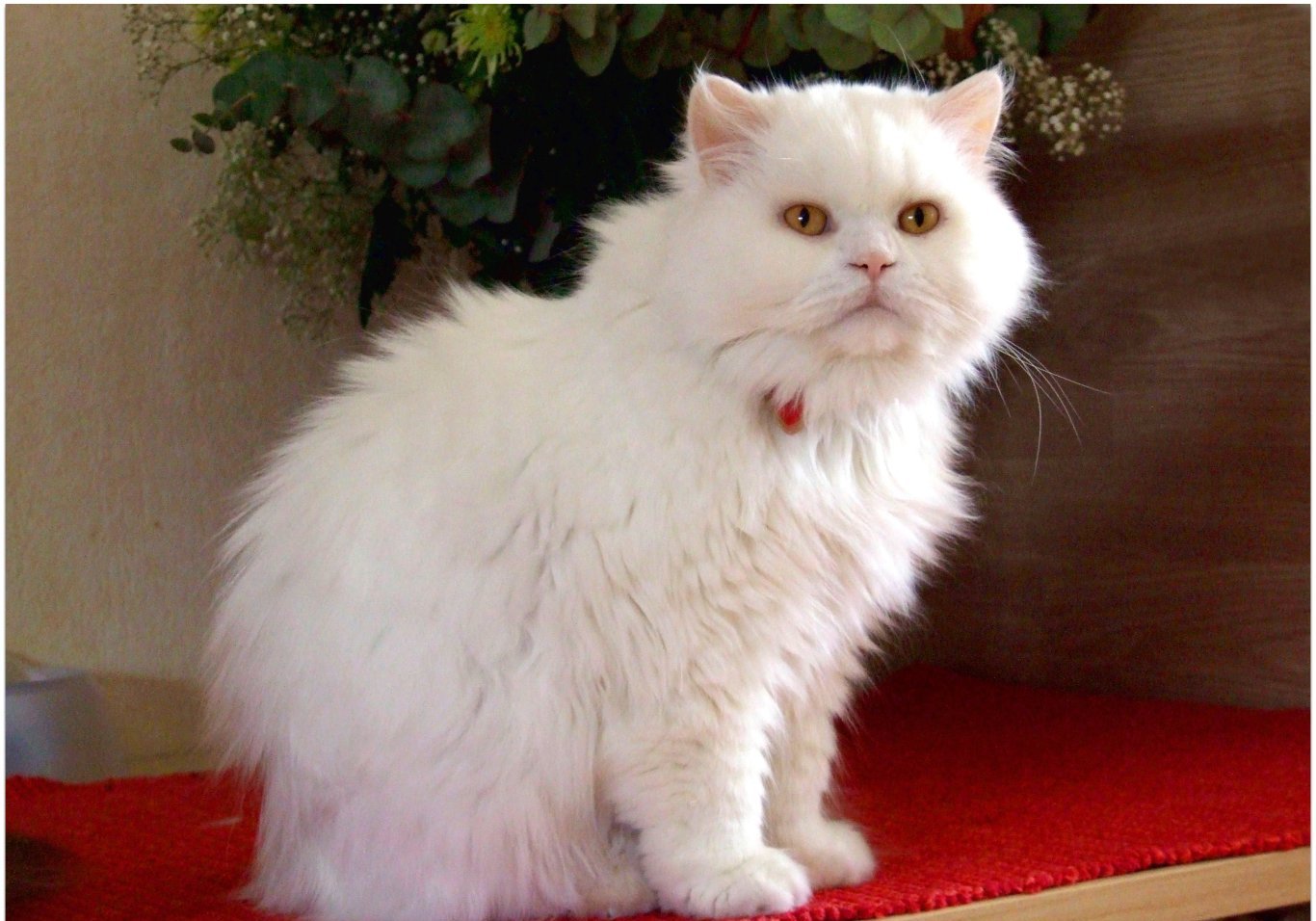 d5dbde095f69d440a4f2f21b3110a0c0_Animals___Cats_White_British_Longhair_092177_.jpg