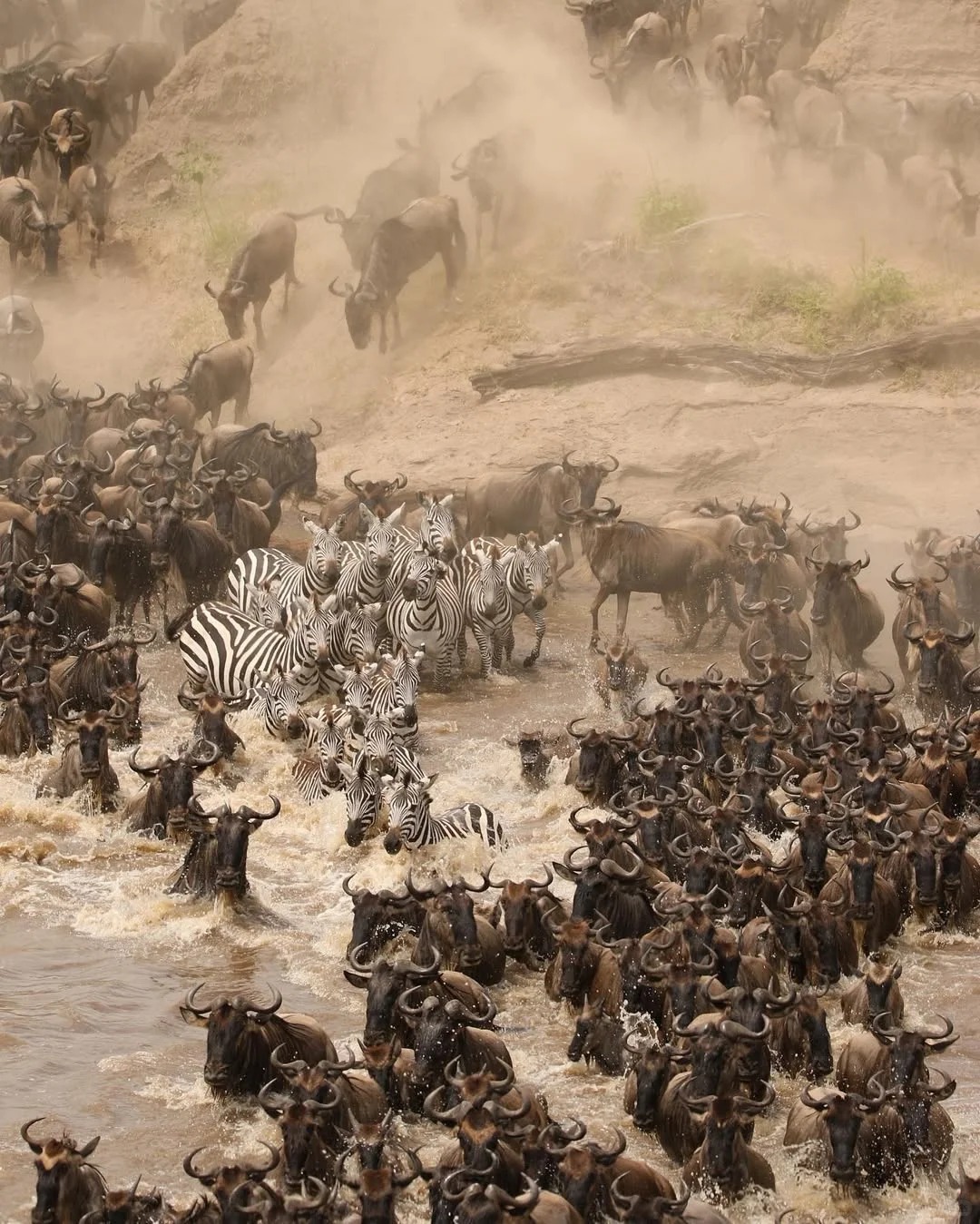 跟着BBC纪录片走!角马过河摄影机位大公开_1_阳光·Africa Travel_来自小红书网页版.jpg