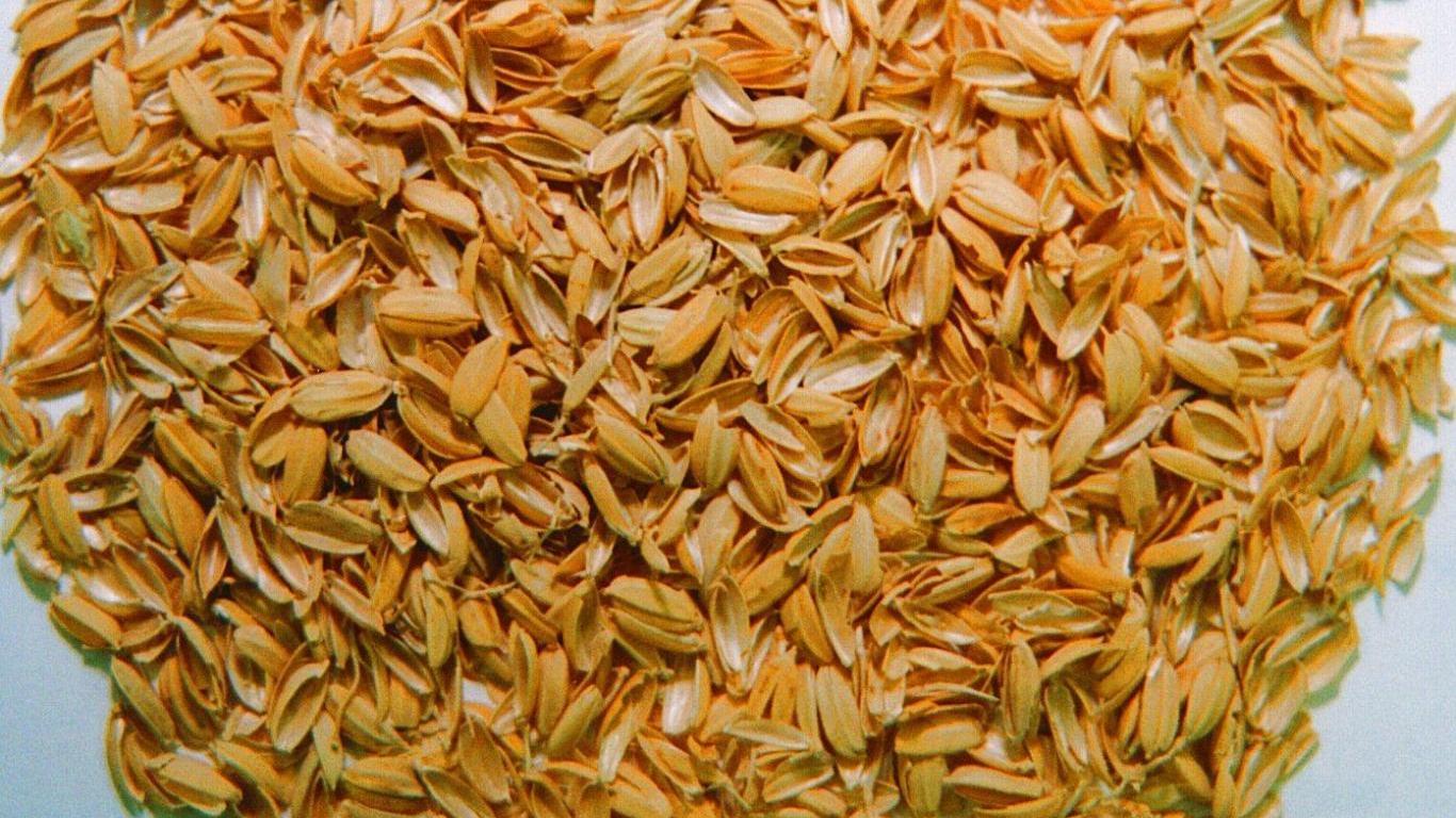 rice rusk.jpg