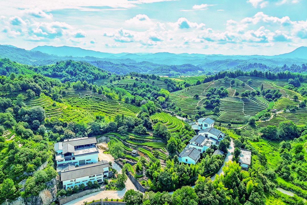 武夷山市兴田镇仙店村回应茶庄园.png