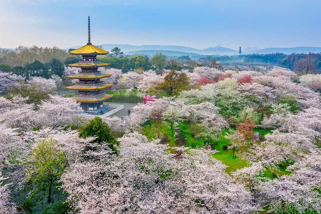 樱花园.jpeg