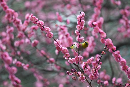 1月23日，一只绣眼鸟正在贵阳市甲秀广场的梅花枝头觅食休憩。3.JPG