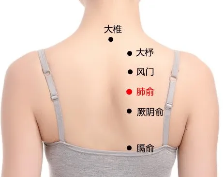肺俞.png