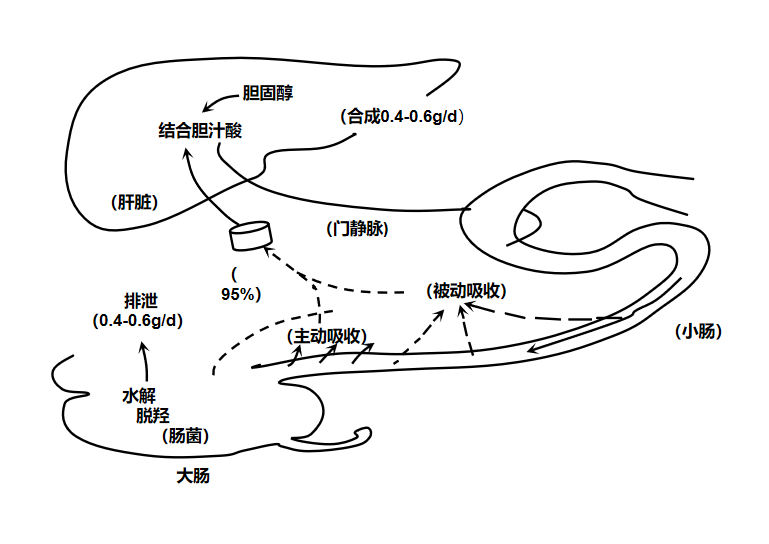 图:CG正常代谢途径:肠—肝循环.png