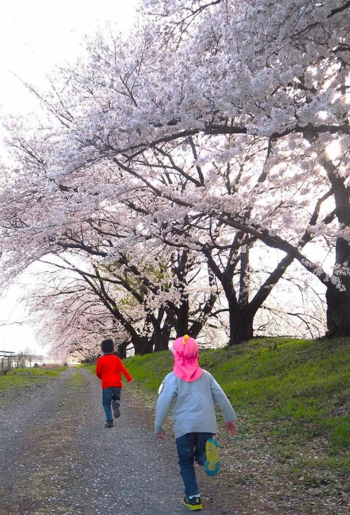 桜の下をかけっこする子どもたち.jpg