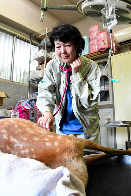 交通事故に遭ったシカを診察する丸子理恵さん=2021年7月28日、奈良市春日野町.jpg