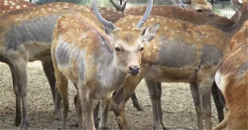 保護施設「鹿苑」で飼育されている雄ジカ。やせて骨が浮き出ている＝奈良市（獣医師提供）.jpg