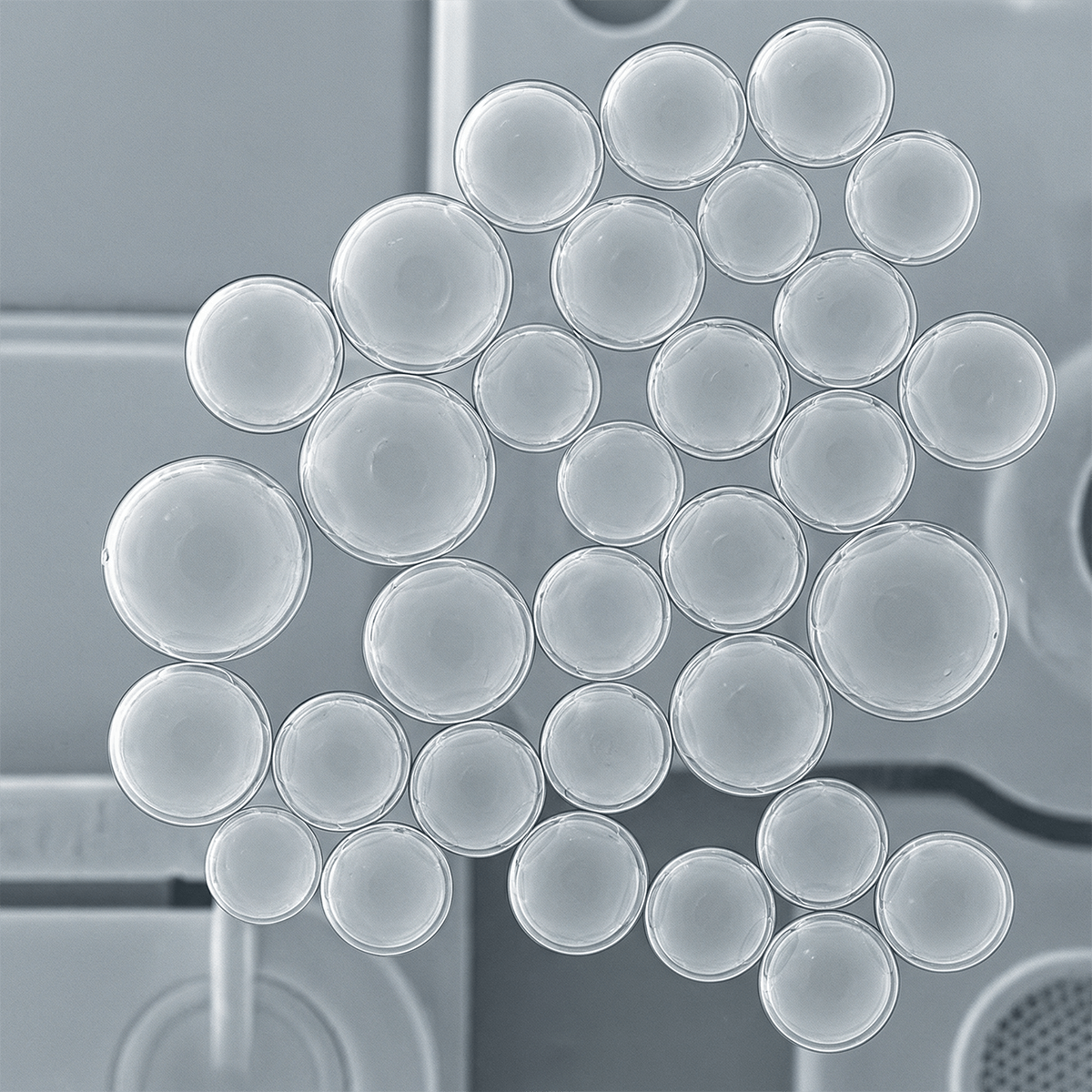 PLLA microspheres.png