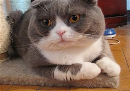 圖片1.png 圖片1.png