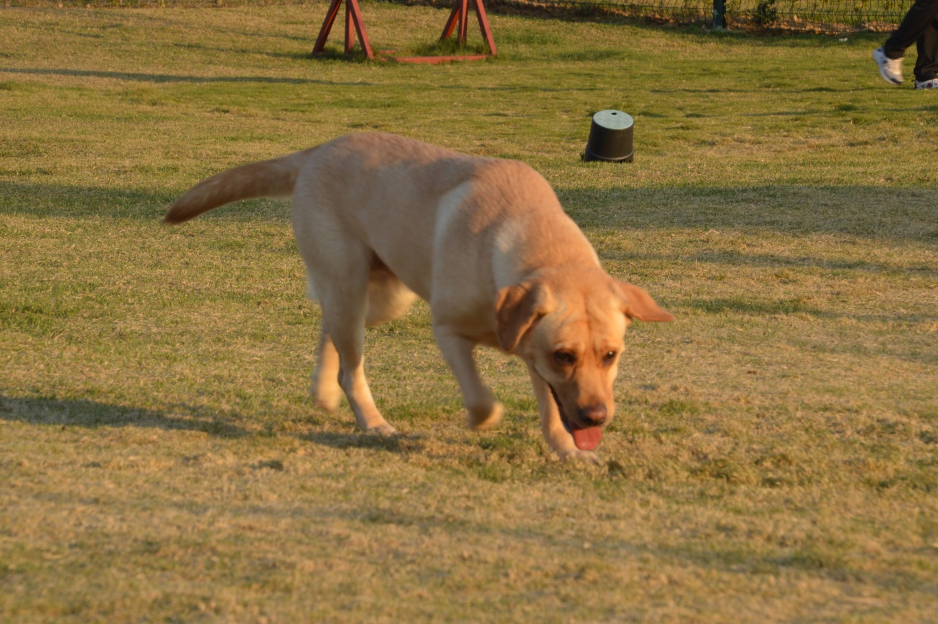 freecompress-DSC_0088.JPG