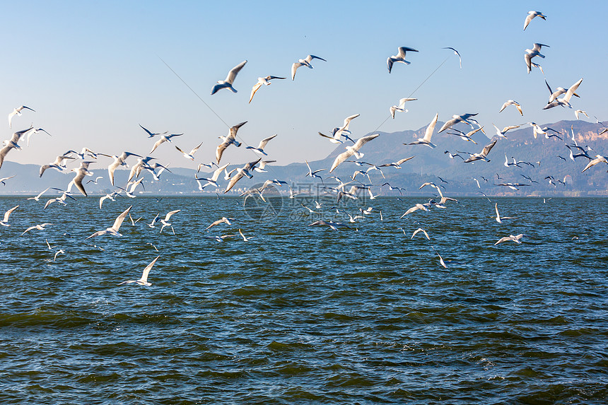 云南昆明滇池海鷗高清圖片下載-正版圖片507691531-攝圖網(wǎng)