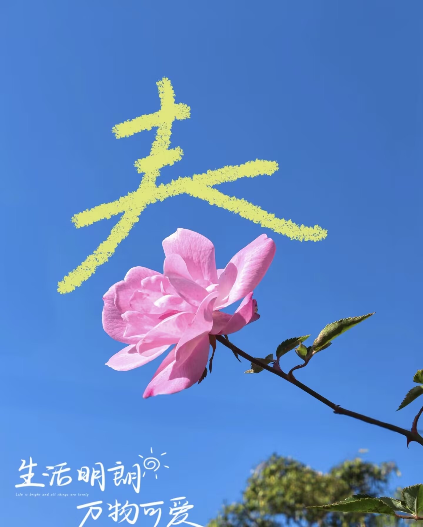 活动作品