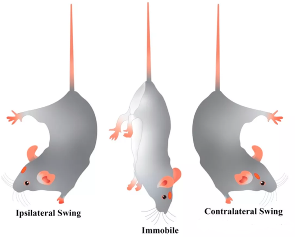 v2-e02d06027fc89cf6627906eeda3d7344_b.png