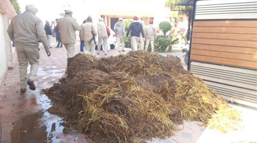 cow-dung-1.jpg