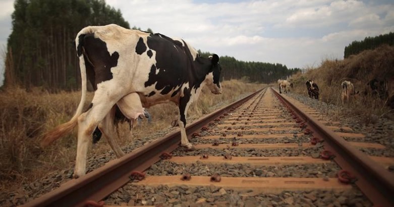 Cow-on-rail-track.jpg