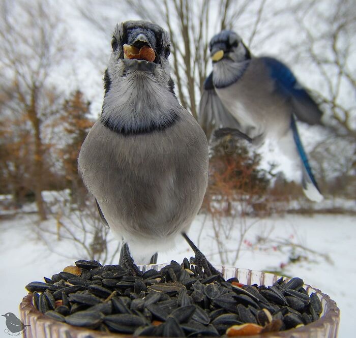 This-Woman-Has-A-Bird-Photo-Boot (2).jpg