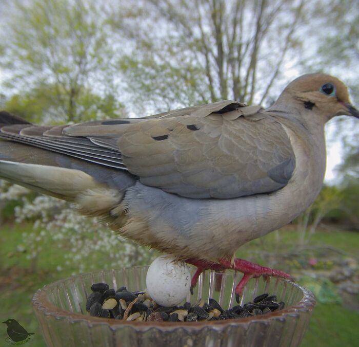 This-Woman-Has-A-Bird-Photo-Booth-In-Her-Garden-And-The-Results-Are-Amazing-New-Photos-64e5a1dab10c3__700.jpg