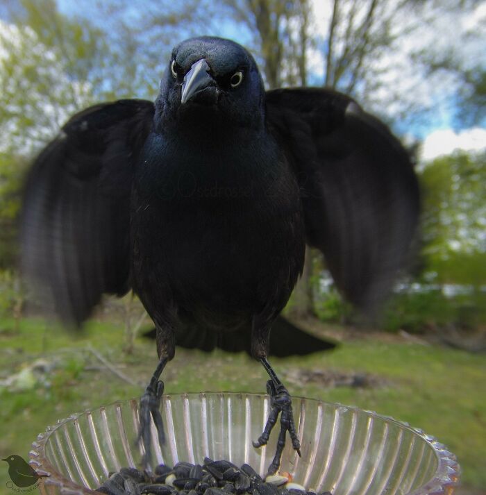 This-Woman-Has-A-Bird-Photo-Booth-In-Her-Garden-And-The-Results-Are-Amazing-New-Photos-64e5a1e3cb58e__700.jpg
