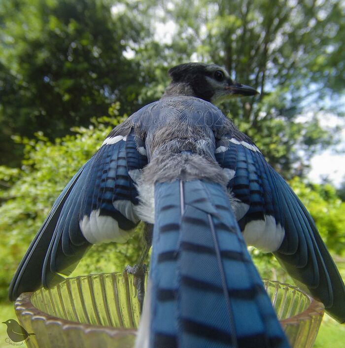 This-Woman-Has-A-Bird-Photo-Booth-In-Her-Garden-And-The-Results-Are-Amazing-New-Photos-64e5a20abc162__700.jpg