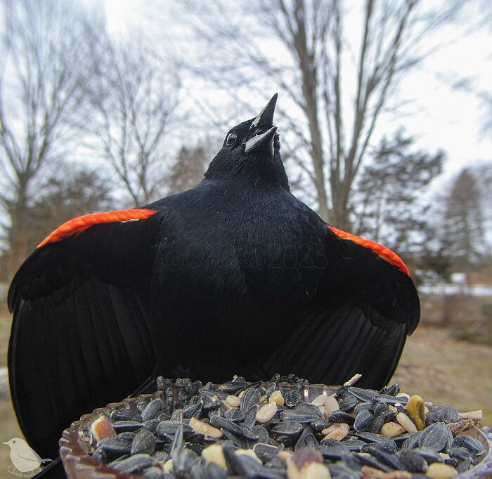 This-Woman-Has-A-Bird-Photo-Booth-In-Her-Garden-And-The-Results-Are-Amazing-New-Photos-64e5a1c18f2d6__700.jpg