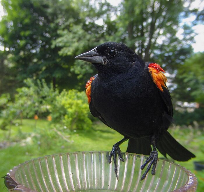 This-Woman-Has-A-Bird-Photo-Booth-In-Her-Garden-And-The-Results-Are-Amazing-New-Photos-64e5a210b592d__700.jpg