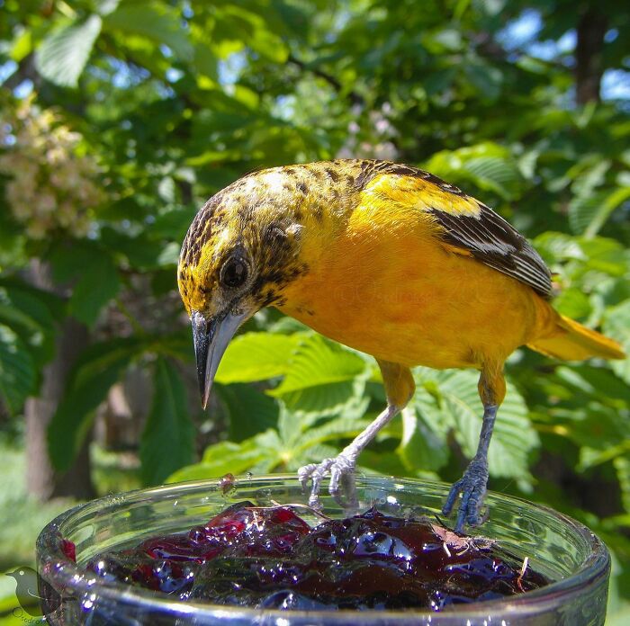This-Woman-Has-A-Bird-Photo-Booth-In-Her-Garden-And-The-Results-Are-Amazing-New-Photos-64e5a1f7eee23__700.jpg