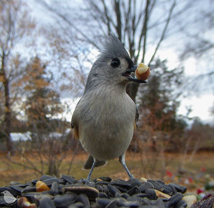This-Woman-Has-A-Bird-Photo-Booth-In-Her-Garden-And-The-Results-Are-Amazing-New-Photos-64e5a18ed47b4__700.jpg