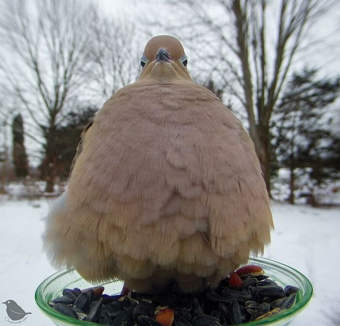 This-Woman-Has-A-Bird-Photo-Booth-In-Her-Garden-And-The-Results-Are-Amazing-New-Photos-64e5a18a1f59e__700.jpg