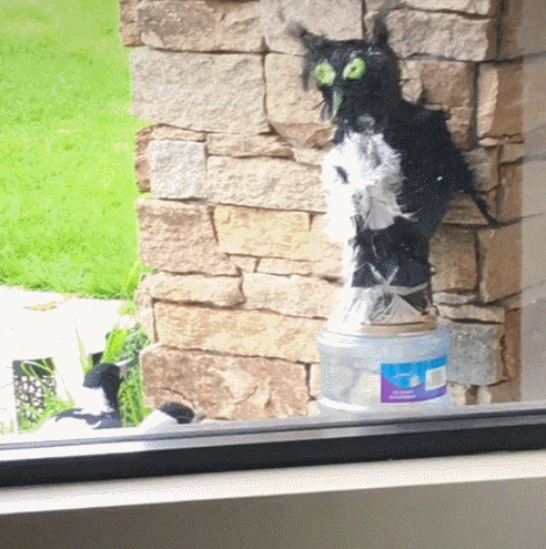 GIF (1).gif