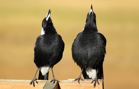 male_and_female_magpie_warbling.jpg