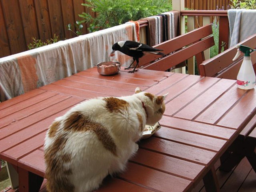 australian-native-birds-australi.jpg