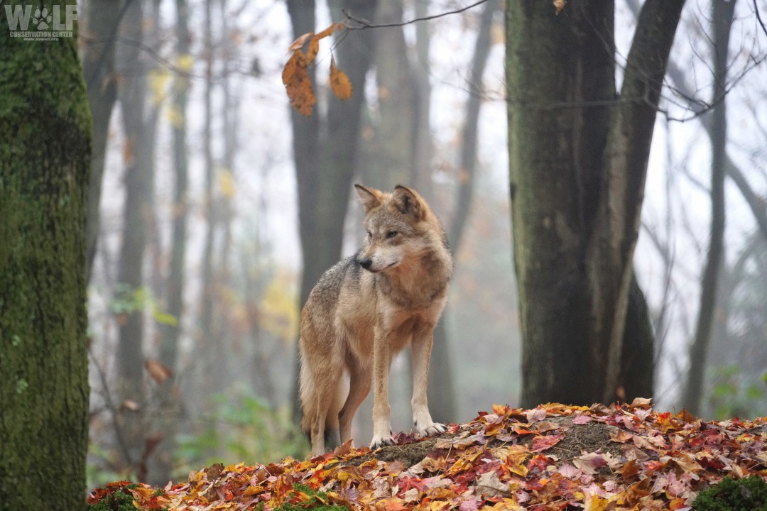 lobo_autumn_stare_stand1_edit_lo.jpg