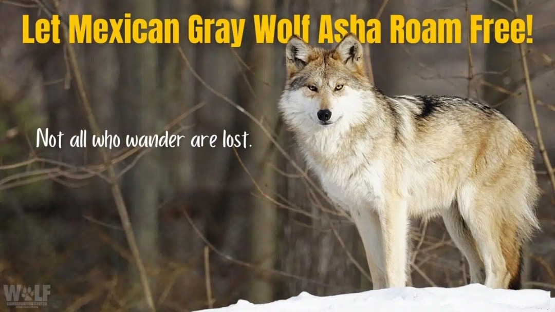 Asha_twitter-1400x788.jpg.jpg