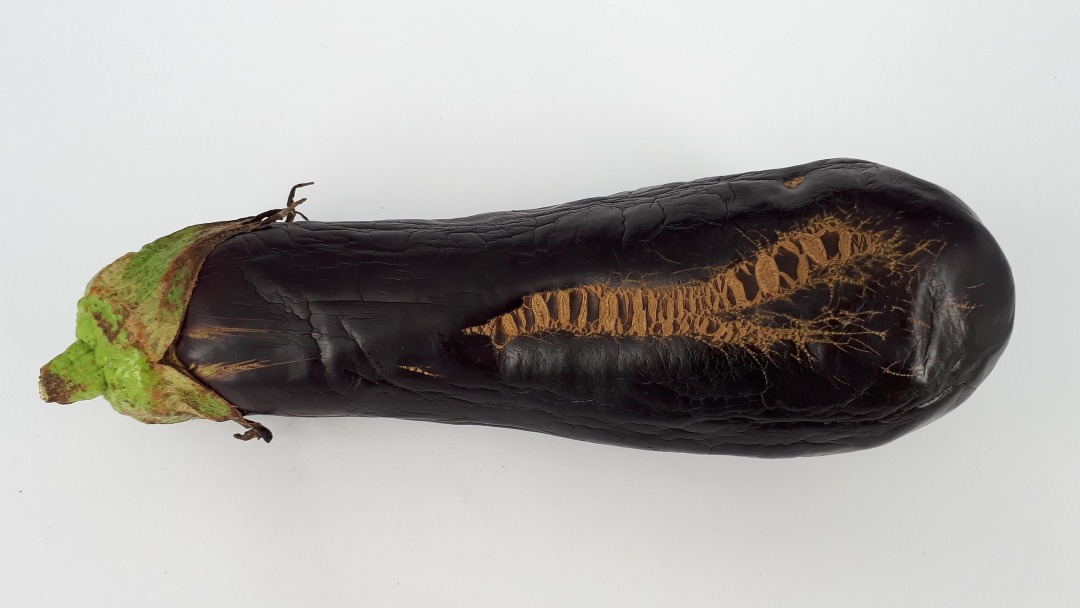 2560px-Eggplant_scab_2017_D1.jpg