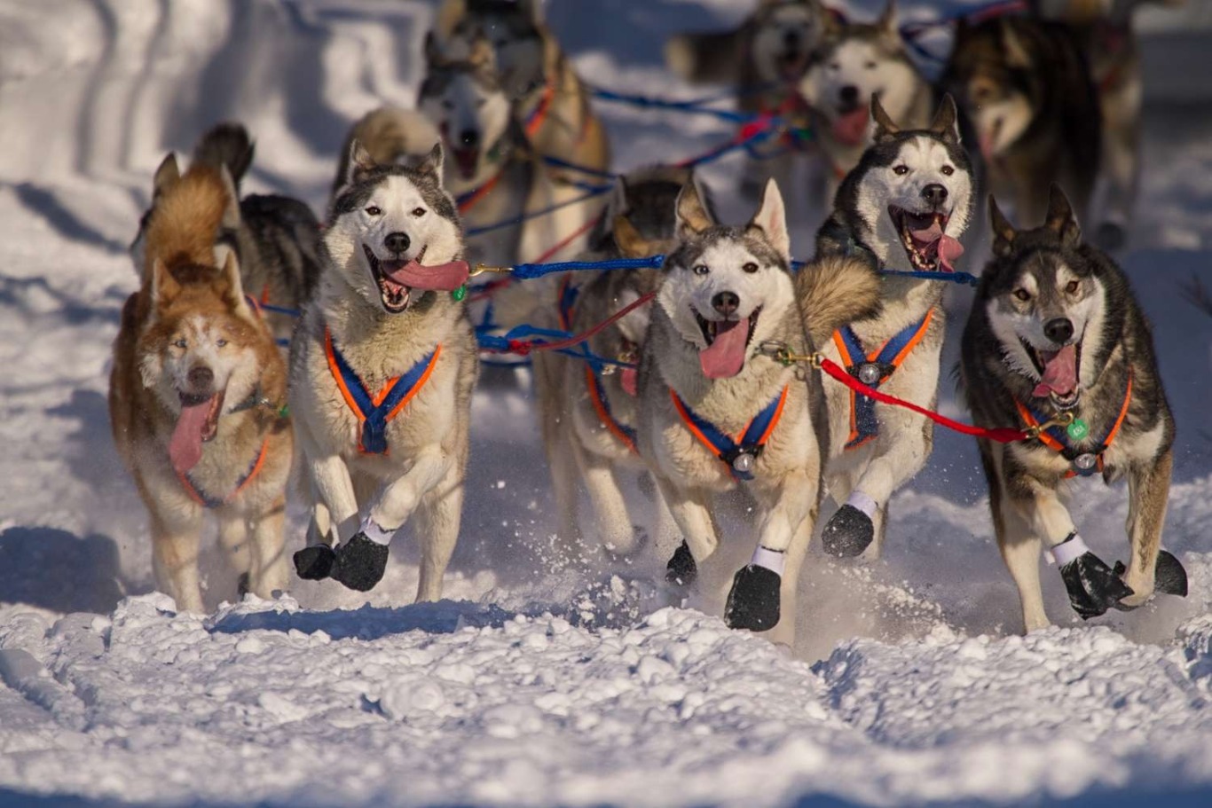 iditarod-huskies-144475269-5a4fc.jpg