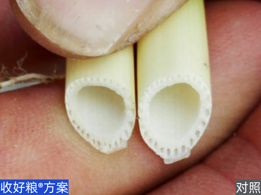 圭百配水稻-1.png