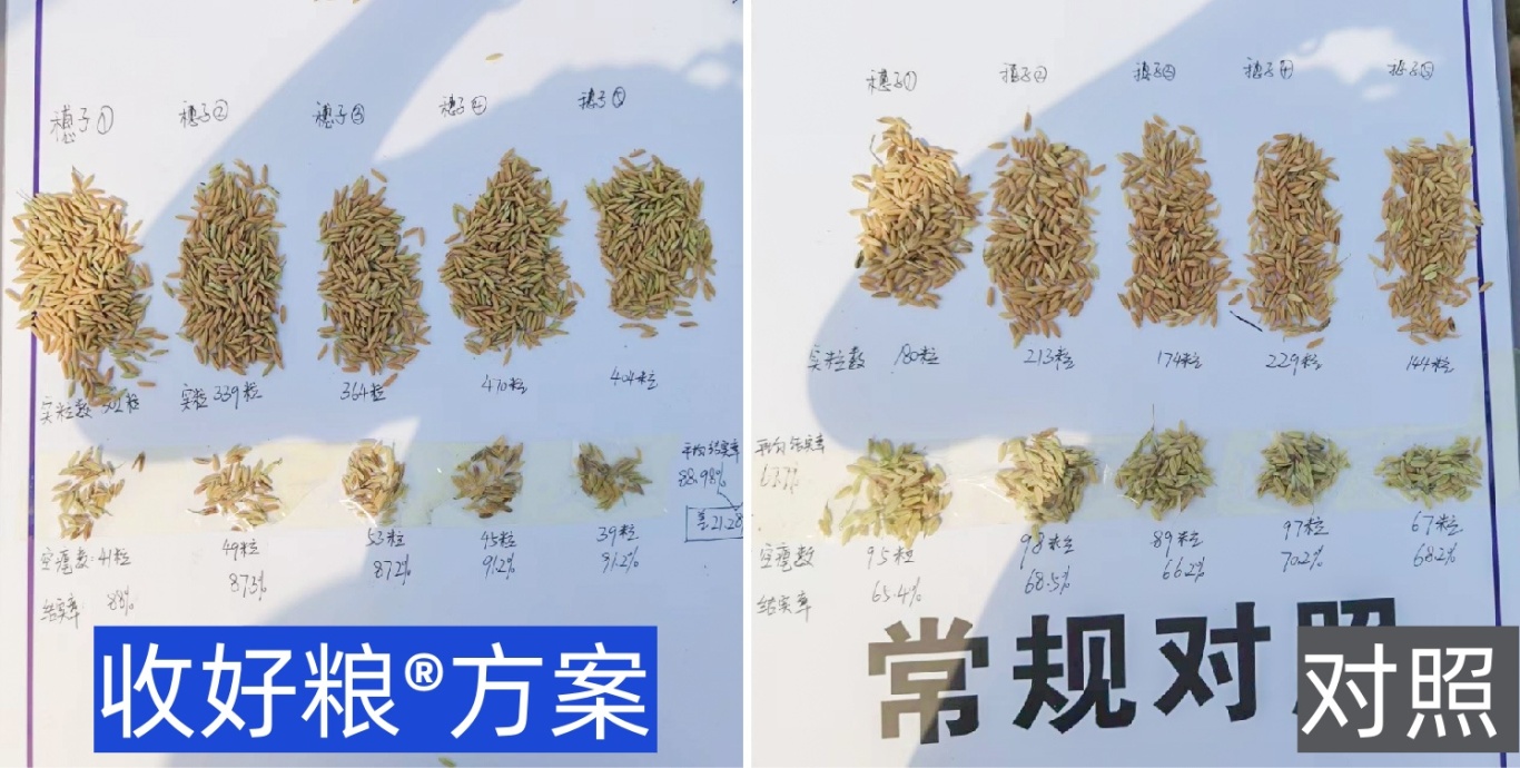 圭百配水稻5-0.jpg