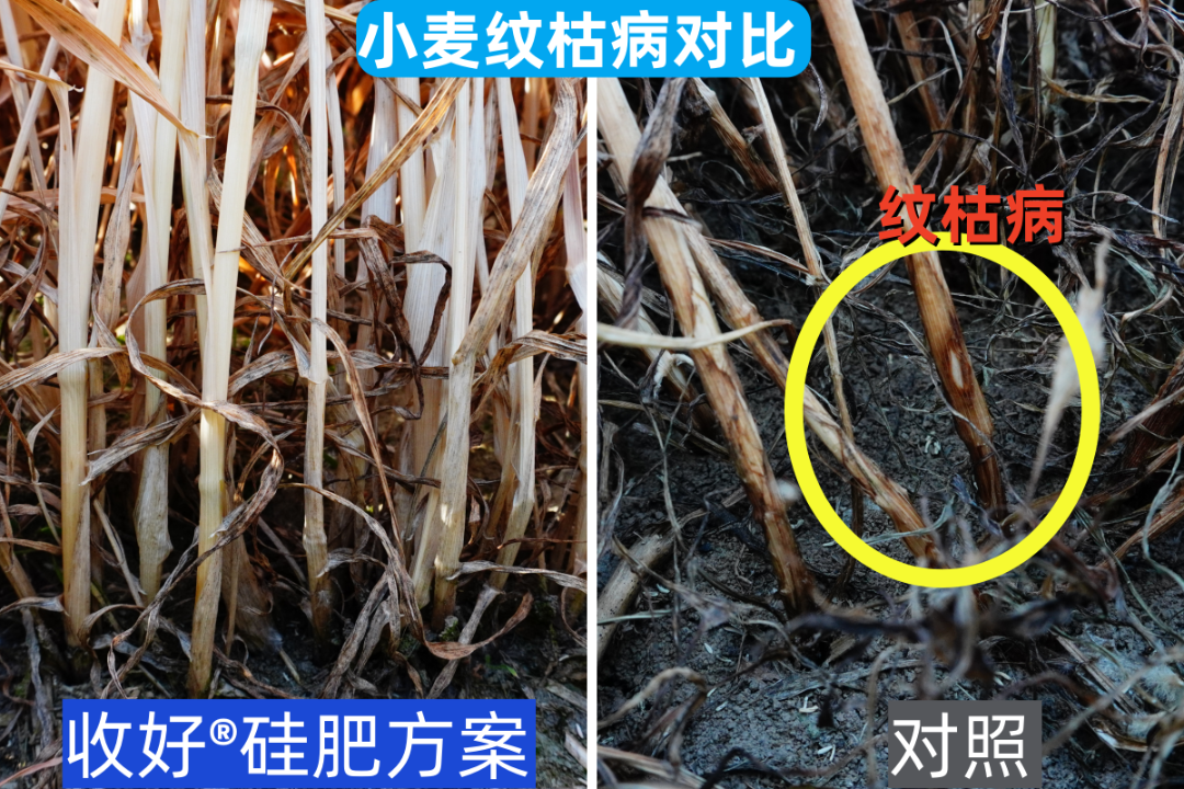 小麥紋枯病對(duì)比.png