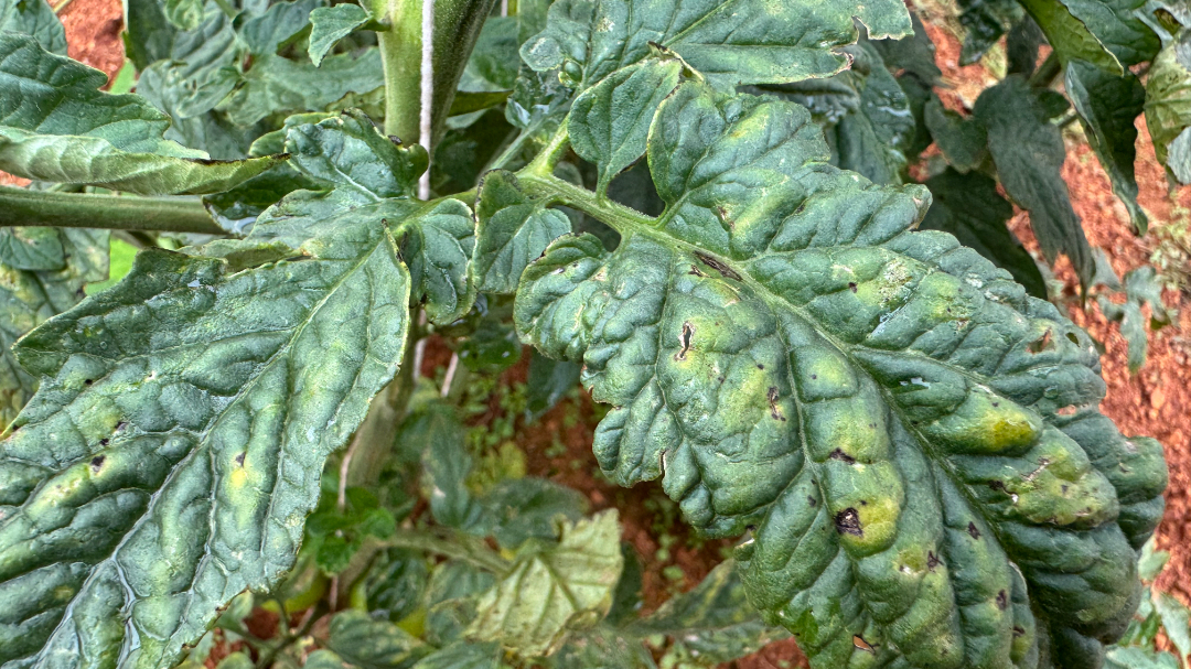 番茄细菌性褐斑3.jpg