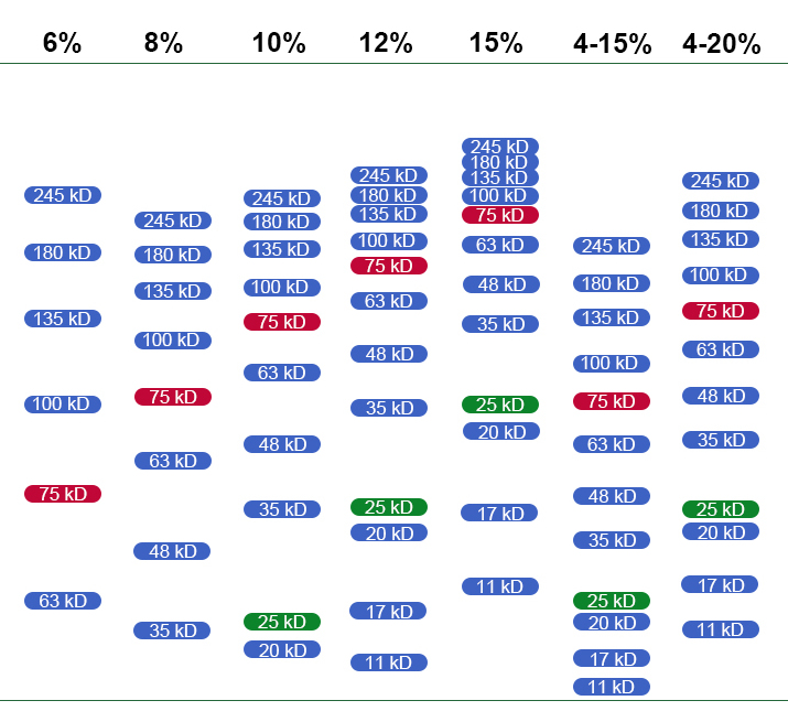玻璃胶板  新 Tris-gly迁移率图谱.jpg
